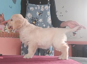 Cuccioli di Golden retriever