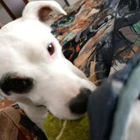 Jack Russell terrier