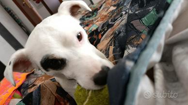 Jack Russell terrier