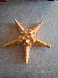 Stella marina decorativa essiccata