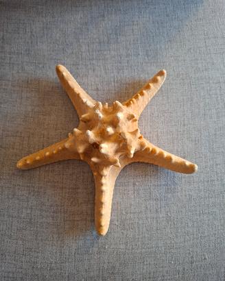 Stella marina decorativa essiccata