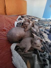 Gattini maschi sphynx