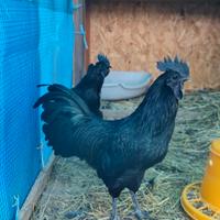 Gallo Ayman Cemani