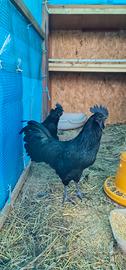 Gallo Ayman Cemani