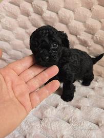 Veri barboncini mini toy