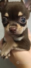 Cucciolo chihuahua