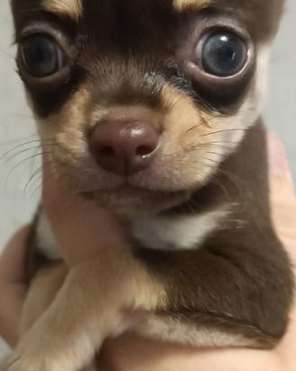 Cucciolo chihuahua