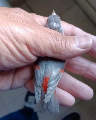 Cardinalini