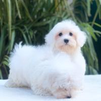 Maltese
