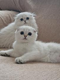 Scottish fold femmine