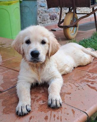 Golden Retriever