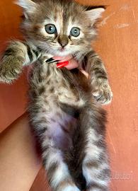 Cucciola simil Siberiano femmina