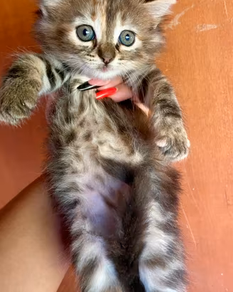 Cucciola simil Siberiano femmina
