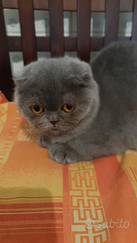 Cucciola scottish fold
