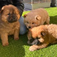 Cuccioli di Chow Chow