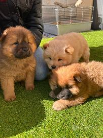 Cuccioli di Chow Chow