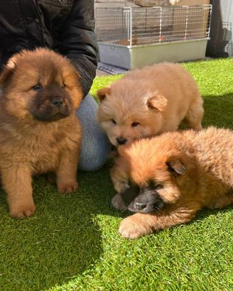 Cuccioli di Chow Chow