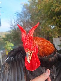 Galli di razza Orloff-Cornuta di Sic.-Boffa-Marans