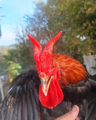 Galli di razza Orloff-Cornuta di Sic.-Boffa-Marans