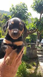 Baspinscher
