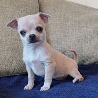 Chihuahua cucciola femmina pelo corto