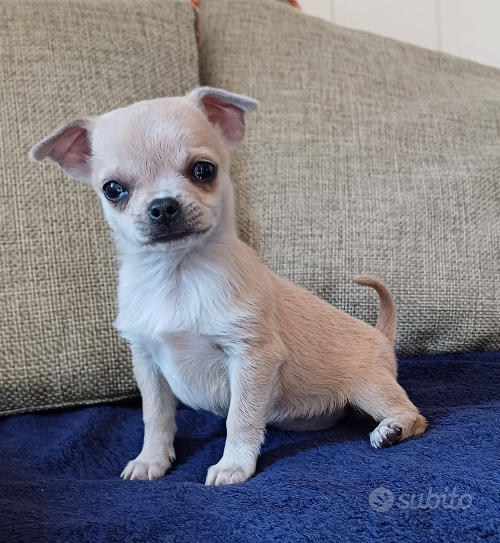 Chiguagua Chihuahua Pelo Corto Mini Chihuahua Cucciola Femmina