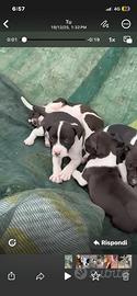 Cuccioli Pitbull