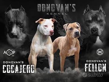 American pitbull terrier ukc