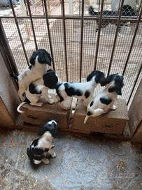 Cuccioli di Springer Spaniel