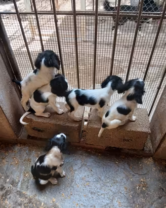 Cuccioli di Springer Spaniel