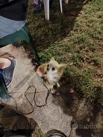 Chihuahua maschio di due snni