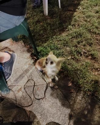 Chihuahua maschio di due snni