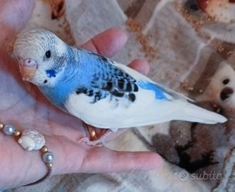 Pappagalli