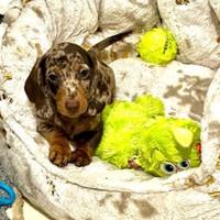 Cuccioli di bassotti merle maschi femmine