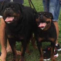 Rottweiler maschio con Pedegree per monta