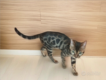 Gatto Bengala maschietto