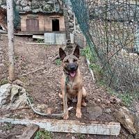 Pastore belga malinois
