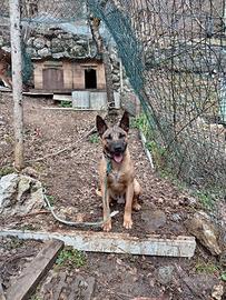 Pastore belga malinois