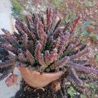 Talea di stapelia 3€
