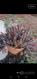 Talea di stapelia 3€