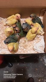 Pappagalli