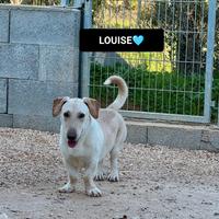 Bassotto incr., thelma e louise