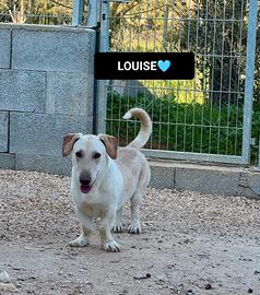 Bassotto incr., thelma e louise