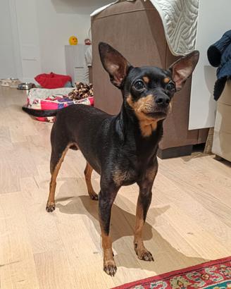 Pincher nano/chiwawa maschio x accoppiamento (BG)