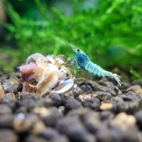 Caridina blu bolt gene boa