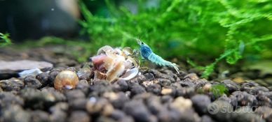 Caridina blu bolt gene boa
