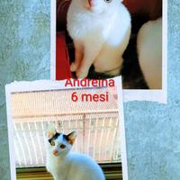 Gattina mix short bianca 6mesi