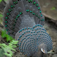 Speronieri di chinquis