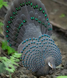 Speronieri di chinquis