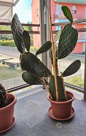 Pianta di fico d’india